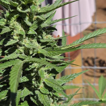 Outdoor auto gelato