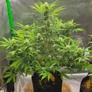 Gorillaxcookies indoor