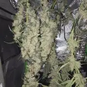 First Time Auto