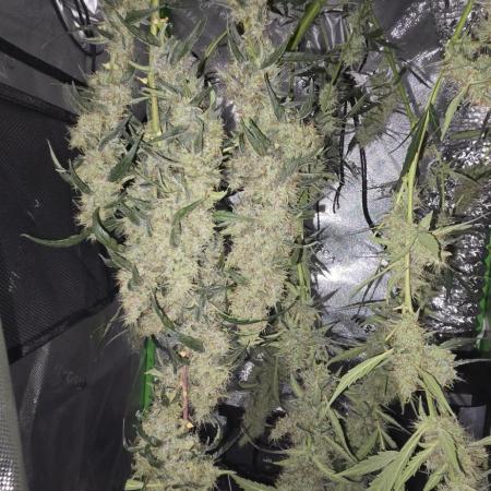 First Time Auto