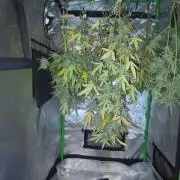 Gelato auto indoor