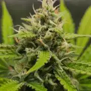 Gorillaxcookies indoor