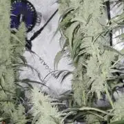 First Time Auto