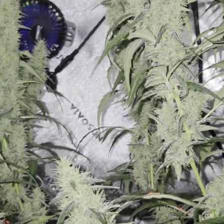 First Time Auto