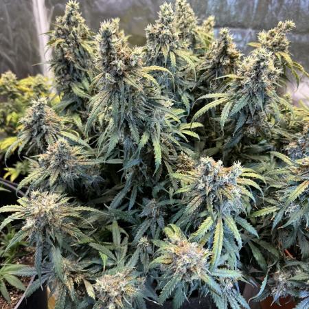 Orange Sherbet Auto!