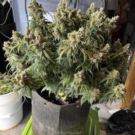 Orange Sherbet Auto!