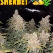 Orange Sherbet Auto!