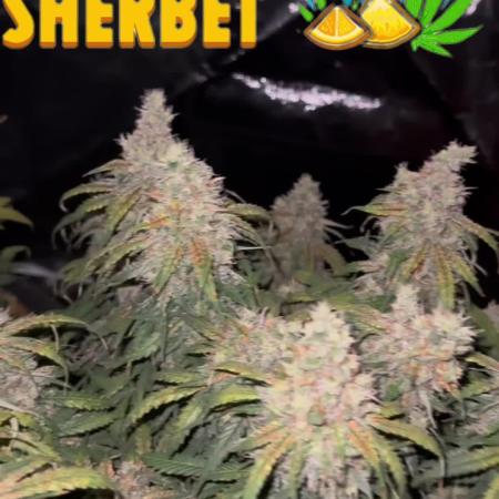 Orange Sherbet Auto!
