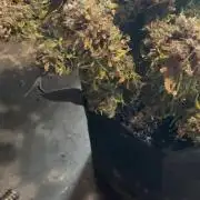 Orange Sherbet Auto!
