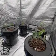 Jokerz 31, OGKB DWC