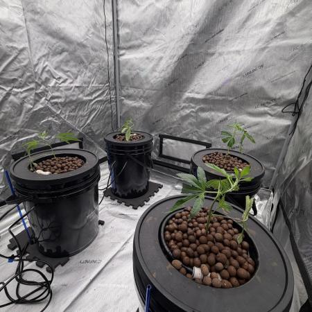 Jokerz 31, OGKB DWC