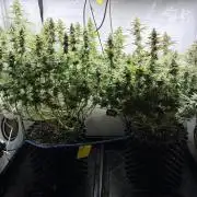 Super Lemon Haze