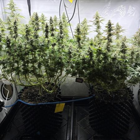 Super Lemon Haze