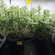 Super Lemon Haze