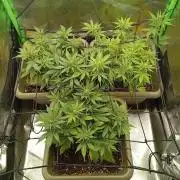 Second Grow