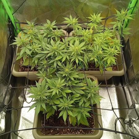 Second Grow