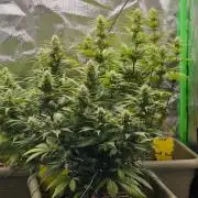 Second Grow