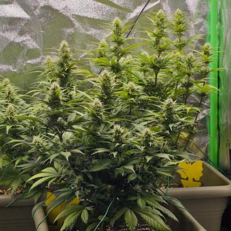 Second Grow