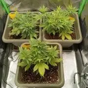 Second Grow
