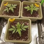 Second Grow