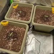 Second Grow