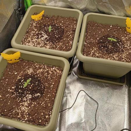 Second Grow