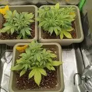 Second Grow