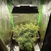 Second Grow