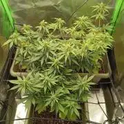 Second Grow