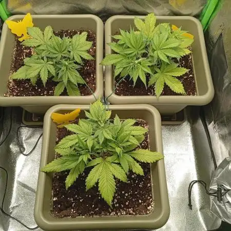 Second Grow