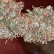 First grow ever