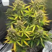 First grow ever