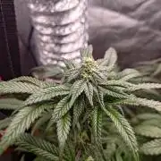 Black Maple #22 (First Grow) - PCG
