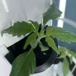 Grower's Choice Critical Purple