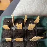 Big auto run Humboldt, Mephisto, RQS