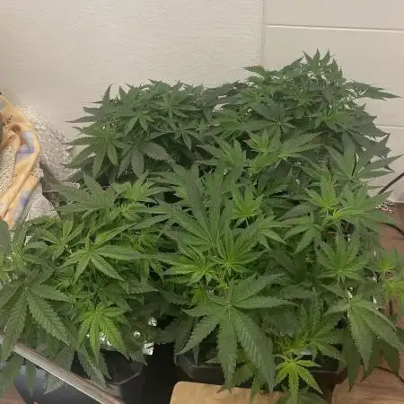 HSC BC and OC DWC run