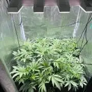 HSC BC and OC DWC run