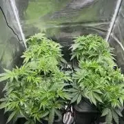 HSC BC and OC DWC run