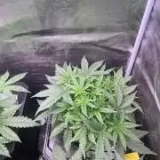 HSC BC and OC DWC run