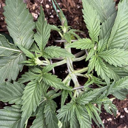 Hulkberry Auto RQS