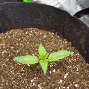 Hulkberry Auto RQS
