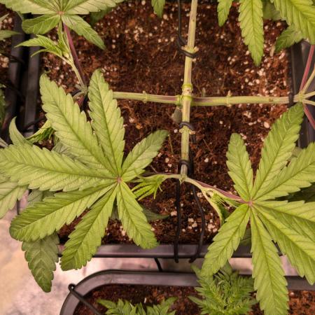Z x Papaya  x FrescaMelon - first Z grow