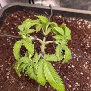 AppleFritter x FrescaMelon (free seed)
