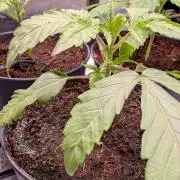 Z x Papaya  x FrescaMelon - first Z grow