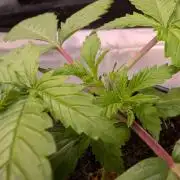 AppleFritter x FrescaMelon (free seed)