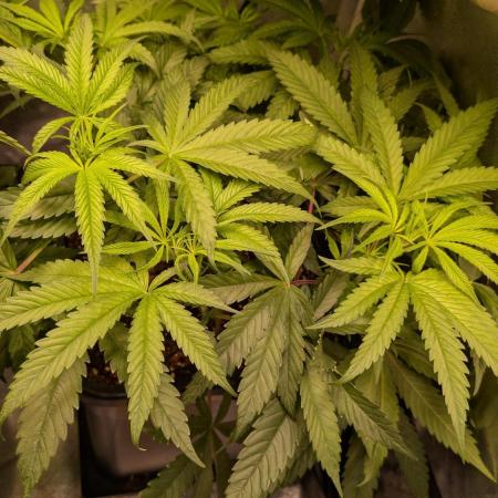Z x Papaya  x FrescaMelon - first Z grow