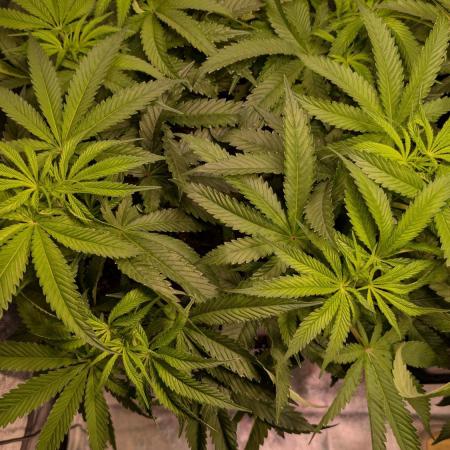 AppleFritter x FrescaMelon (free seed)