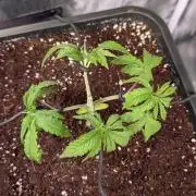 Z x Papaya  x FrescaMelon - first Z grow