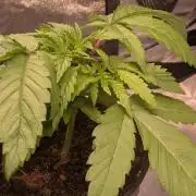 AppleFritter x FrescaMelon (free seed)