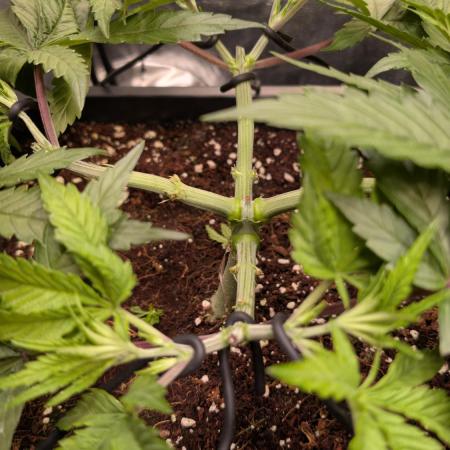 AppleFritter x FrescaMelon (free seed)